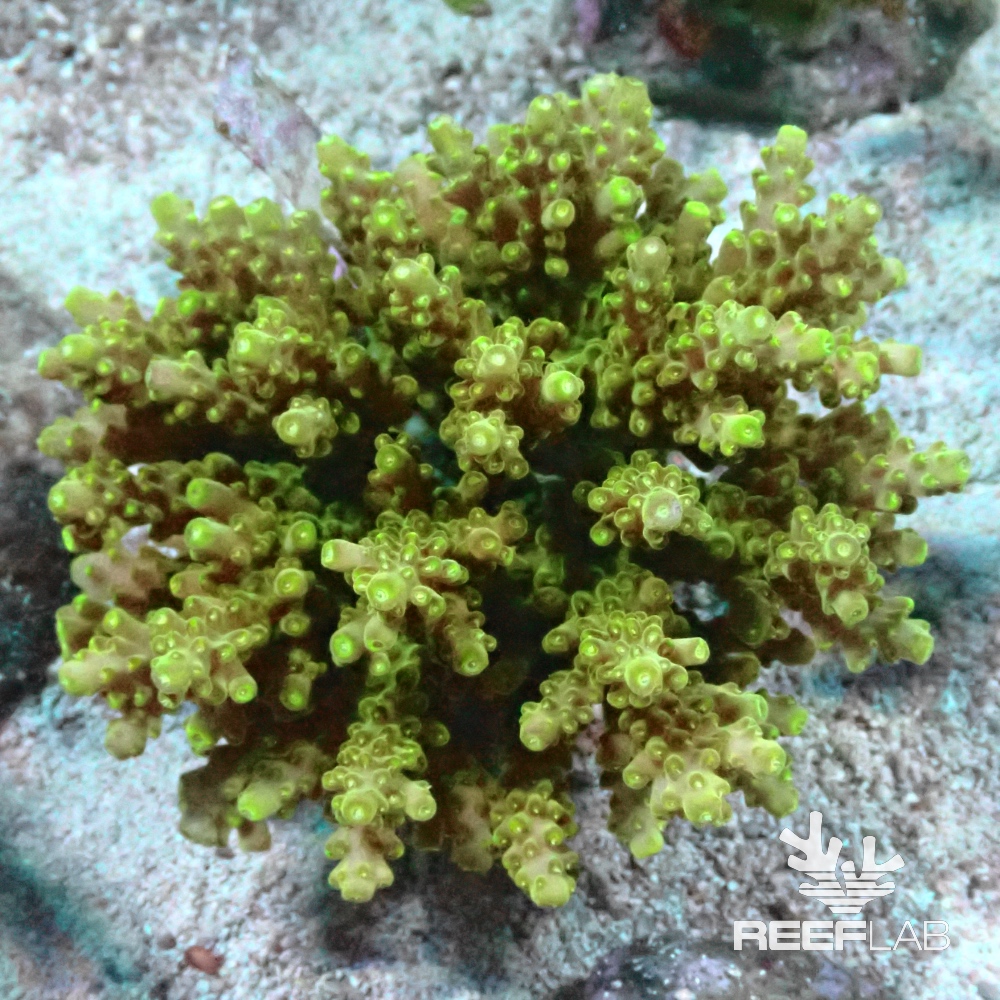 Acropora spp | ReefLab