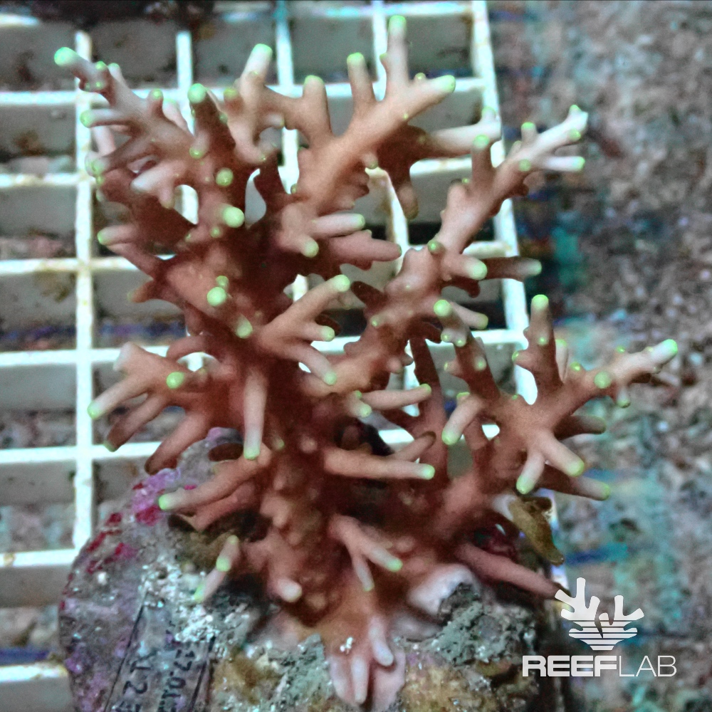 Acropora spp | ReefLab