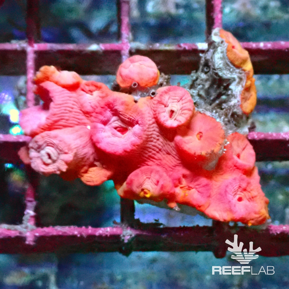 Tubastrea spp | ReefLab