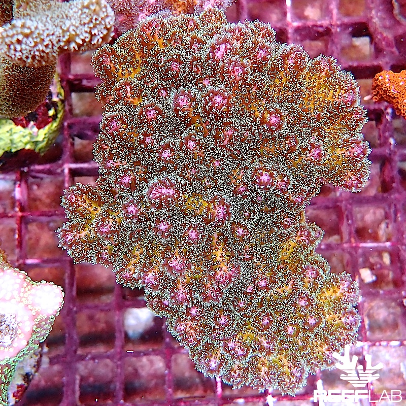 Pocillopora spp | ReefLab