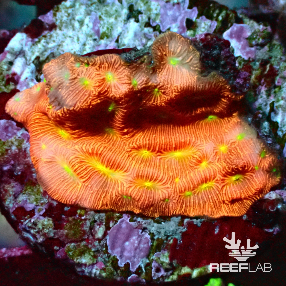 Leptoseris spp | ReefLab