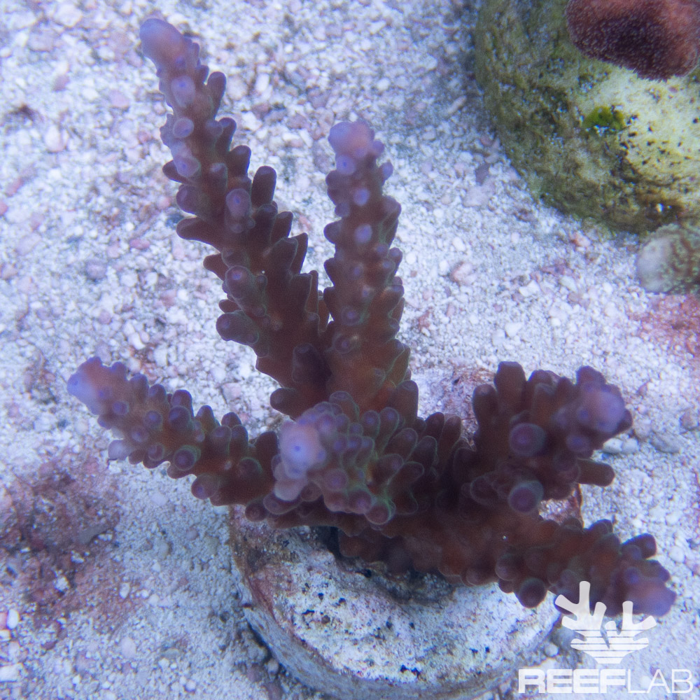 Acropora tortuosa | ReefLab