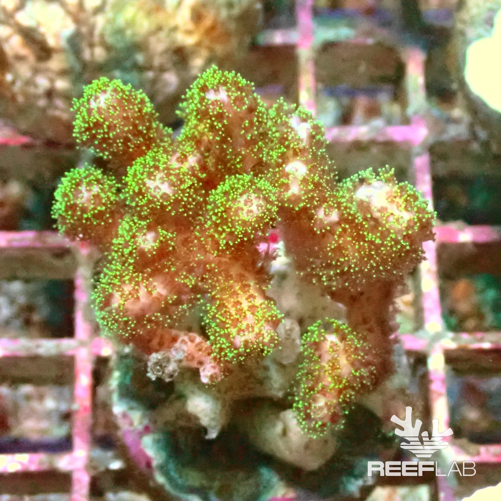 Pocillopora spp | ReefLab