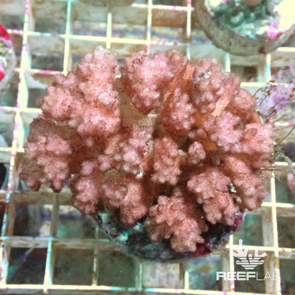 Pocillopora spp | ReefLab