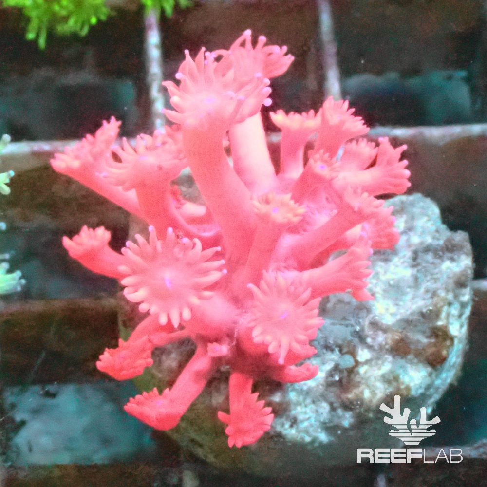 goniopora-spp-reeflab