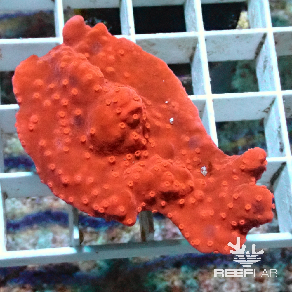 Montipora setosa | ReefLab