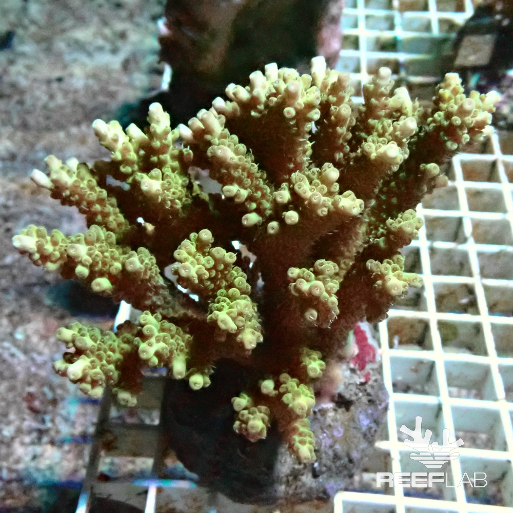 Acropora spp | ReefLab