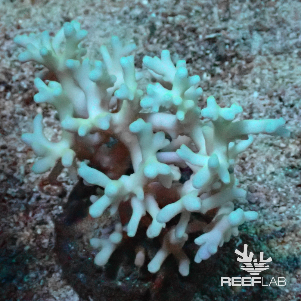 Acropora spp | ReefLab