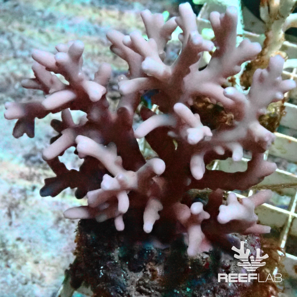 Acropora spp | ReefLab