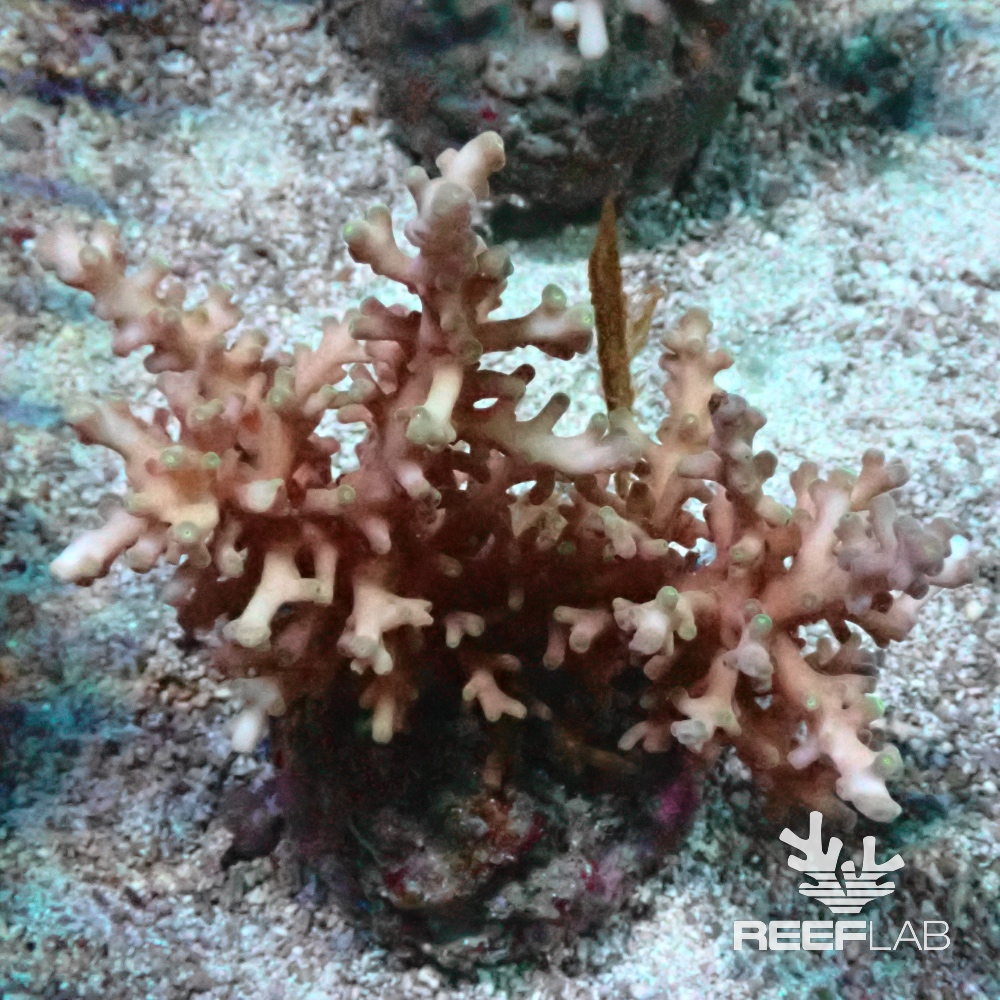 Acropora spp | ReefLab