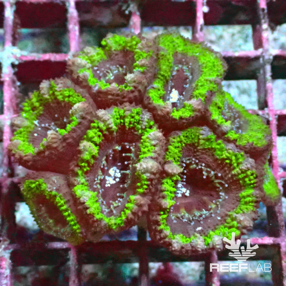 Acanthastrea lordhowensis | ReefLab